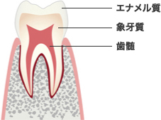 エナメル質 象牙質 歯髄