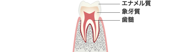 エナメル質 象牙質 歯髄